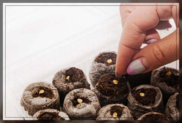 peat moss 1
