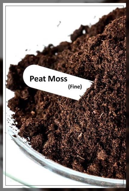 peat moss 2