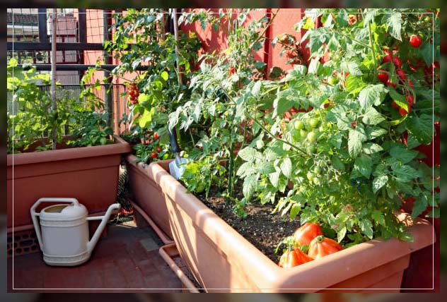 rooftop gardening