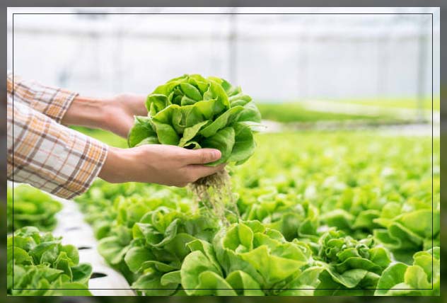 Farm fresh 2