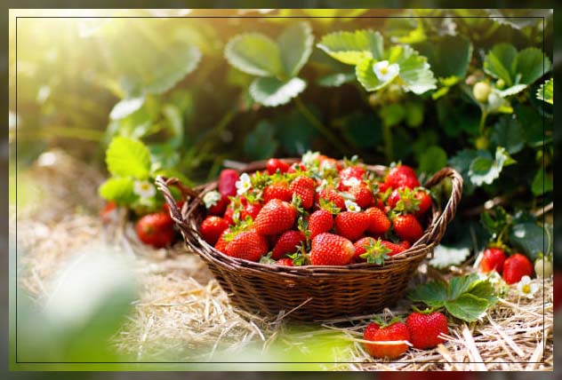 Farm fresh 4