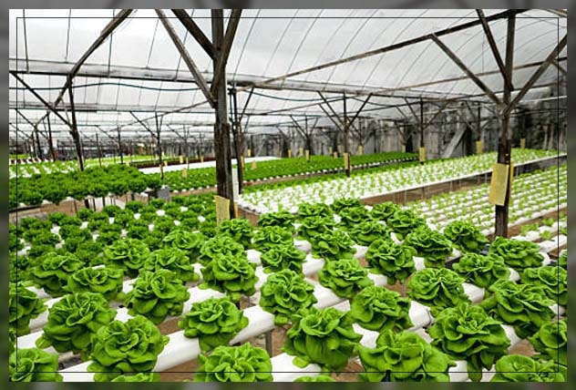 Greenhouse Dubai 9
