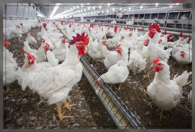 Poultry farm 1
