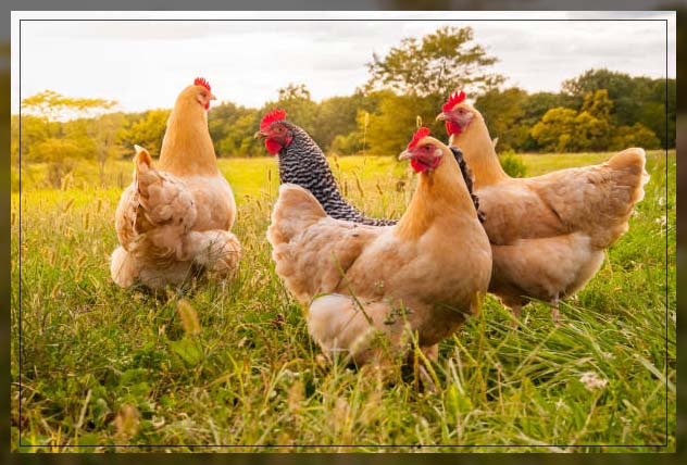 Poultry farm 2