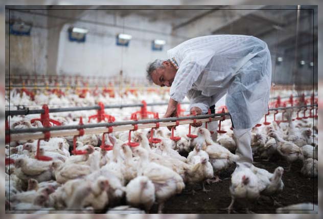 Poultry farm 3
