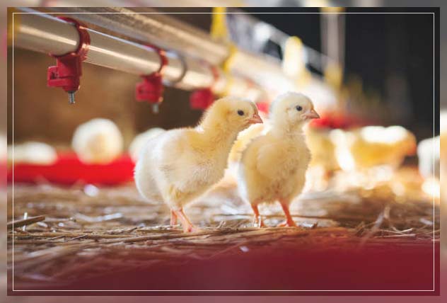 Poultry farm 4