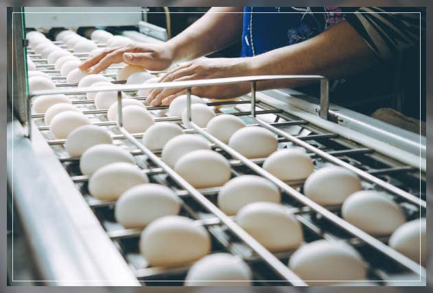 Poultry farm 5