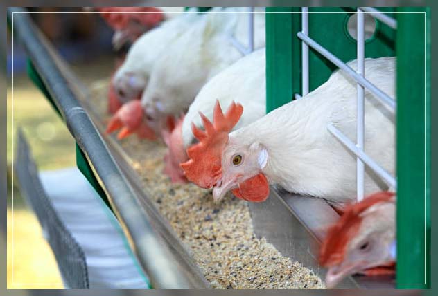 Poultry farm 6