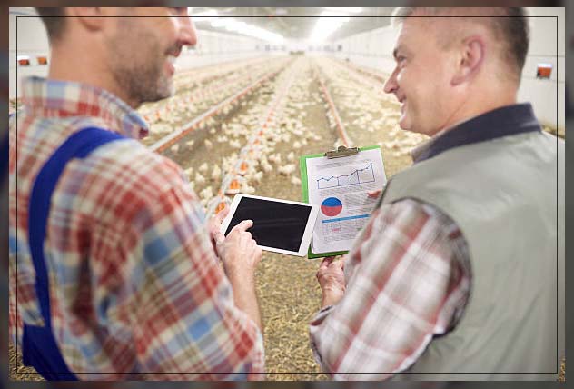 Poultry farm 7