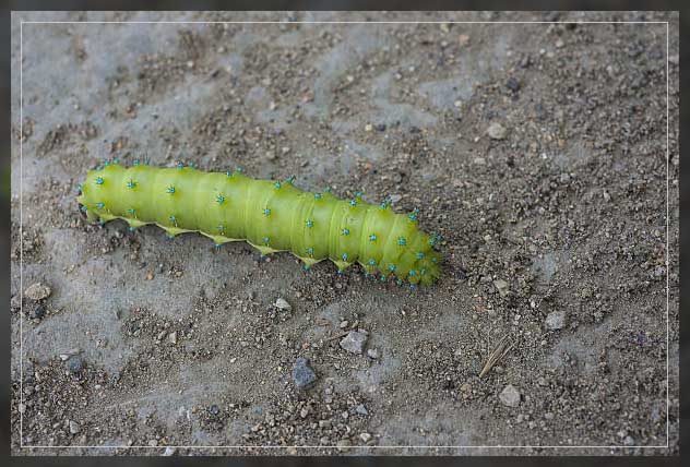 cabbage maggots