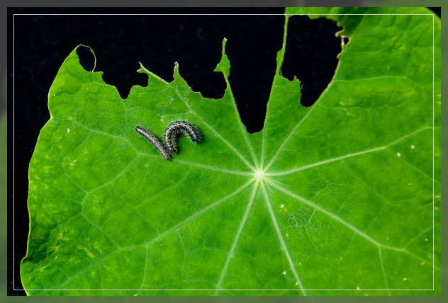caterpillars