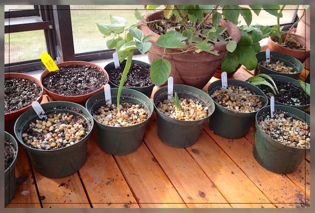 adapting chicken grit for plants