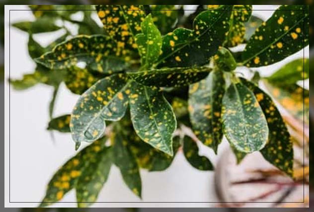 croton