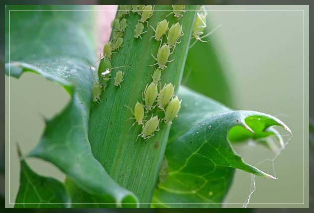 flower garden pests, aphids
