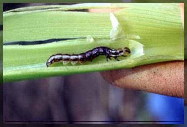flower garden pests, borers