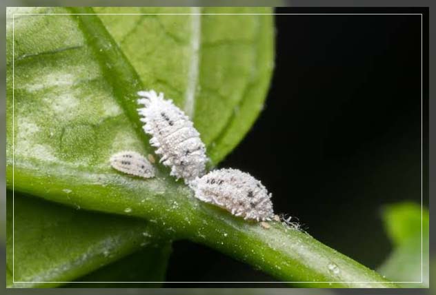 flower garden pests, mealybugs