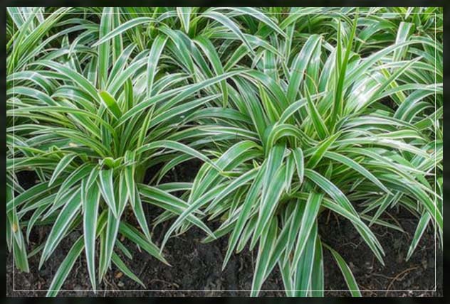 ground cover landscape