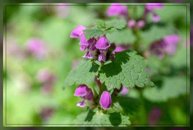 plants for your garden