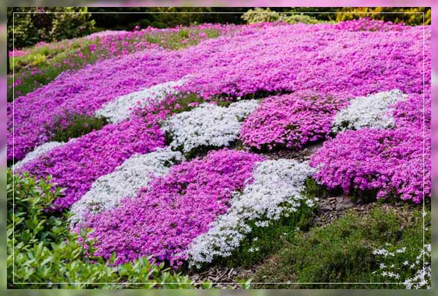 ground cover plants