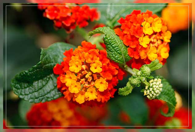 using ground cover plants