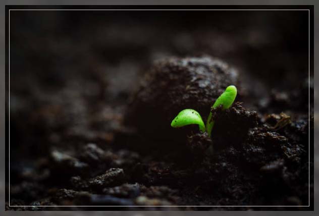 growing vegetables effectively