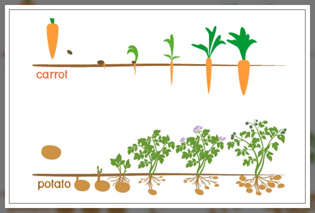 growing proper root vegetables