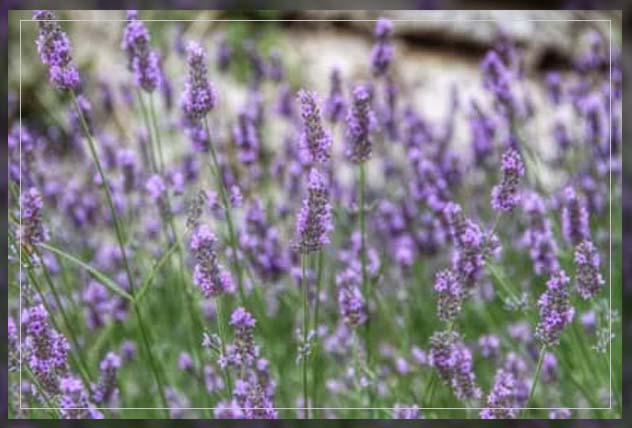lavender