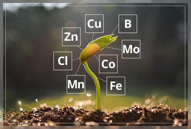understanding micronutrients for plants