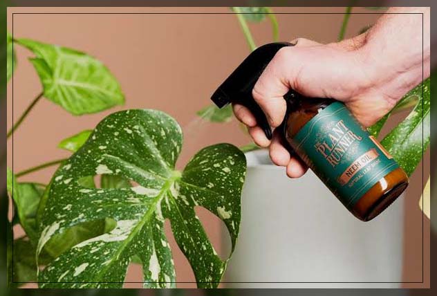 neem oil 1