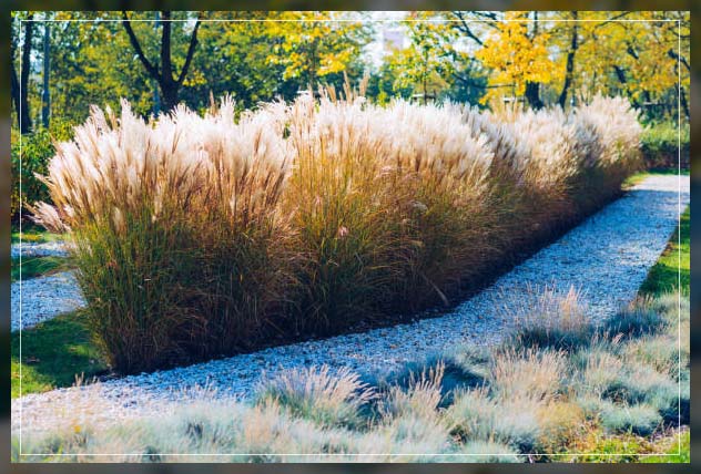 adapting grass beds