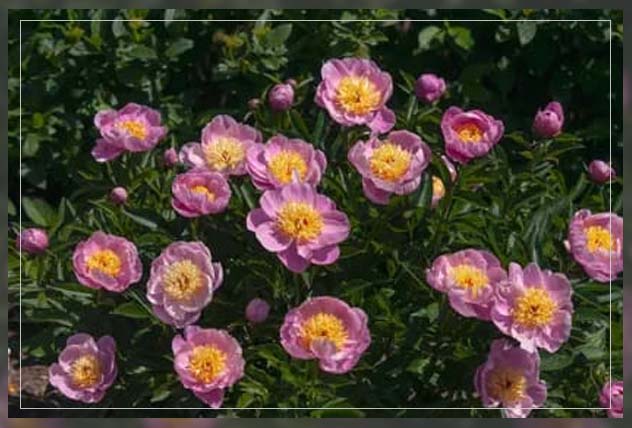peony