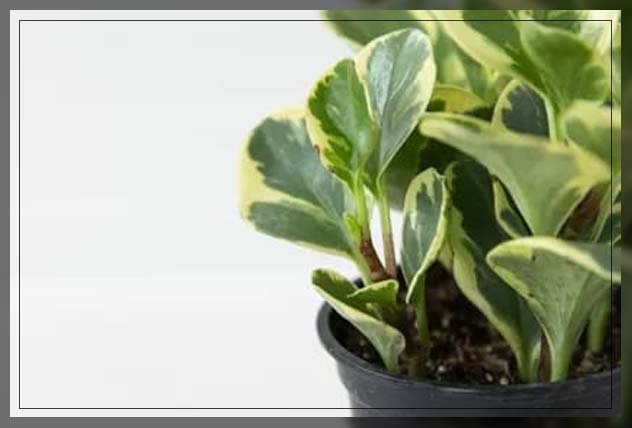 peperomia