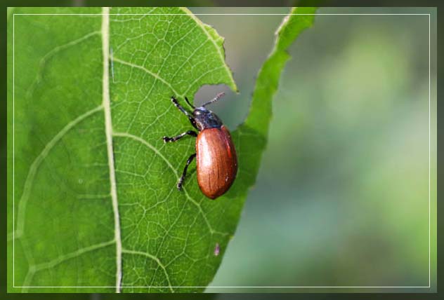 plant bugs