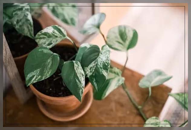 pothos
