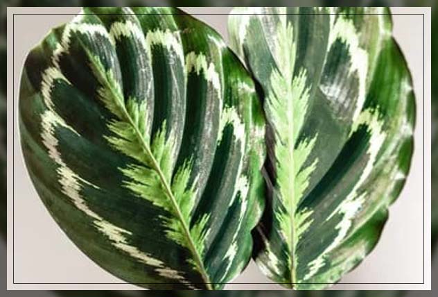 prayer plant