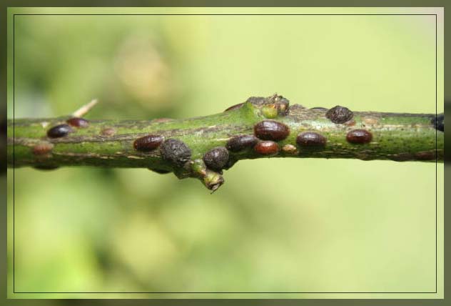 scale insect