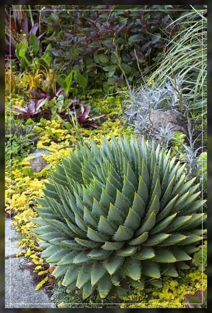 spiral aloe 1