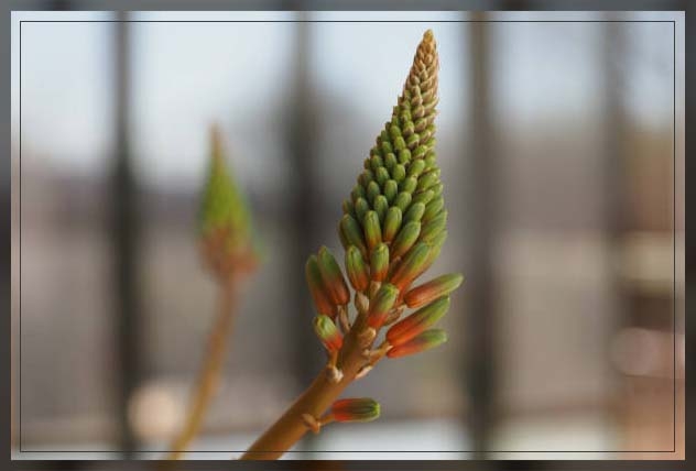 spiral aloe2
