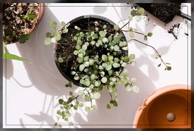 terrarium plants, artilery ferns
