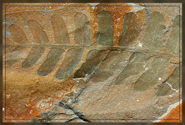 molecular fossils