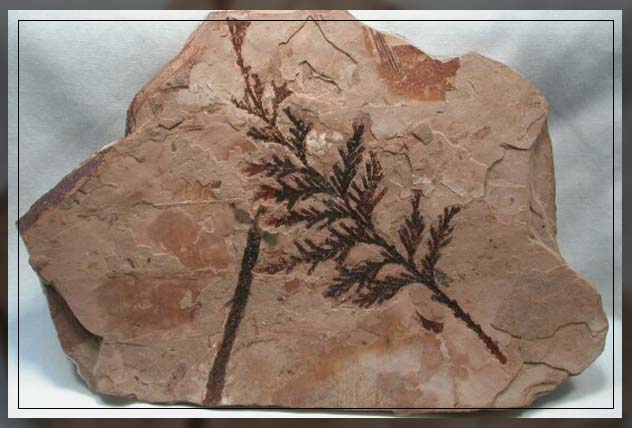studying the creation of plant fossils