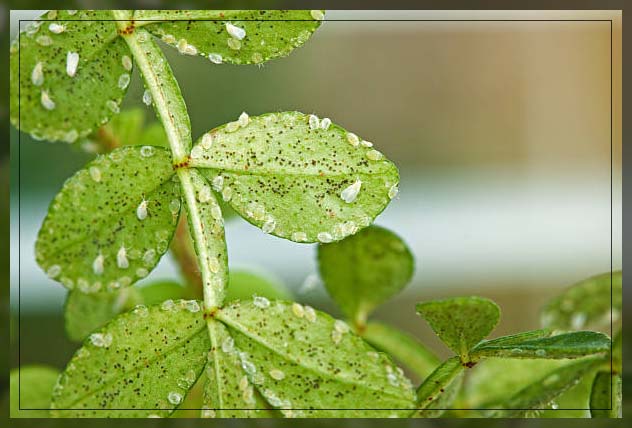 whiteflies