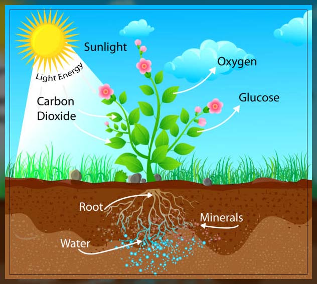 Photosynthesis process 1