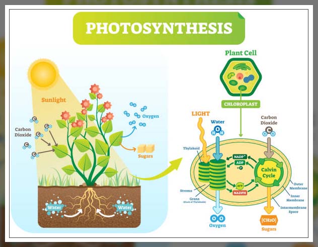 Photosynthesis process 2