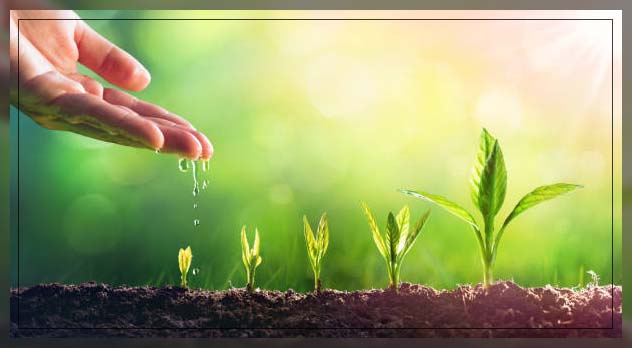 Plant seeds 1