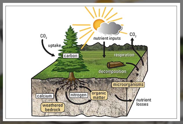 Plant soil 1
