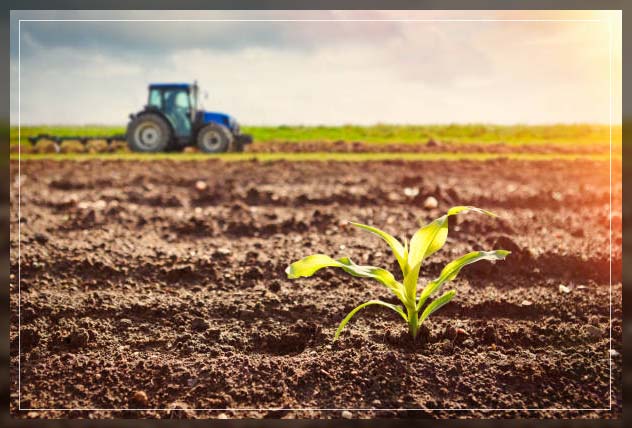 Plant soil 4