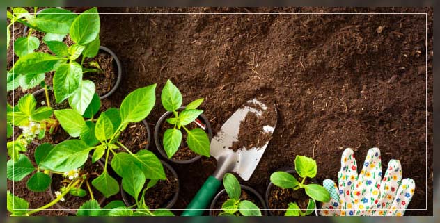 Plant soil 7