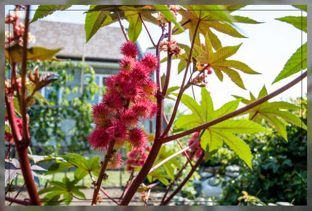Poisonous plants, castor beans