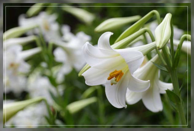 Poisonous plants, easter lily